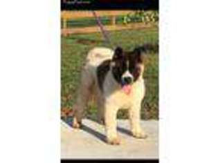 Akita Puppy for sale in Rosharon, TX, USA