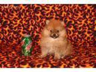 Pomeranian Puppy for sale in Falcon, MO, USA