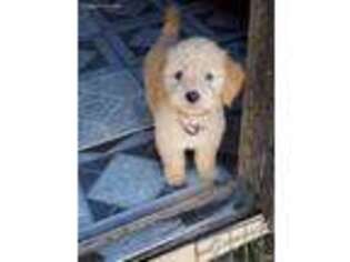 Labradoodle Puppy for sale in Buckingham, VA, USA