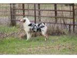 Australian Shepherd Puppy for sale in Mena, AR, USA