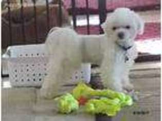Maltese Puppy for sale in Bedford, NH, USA