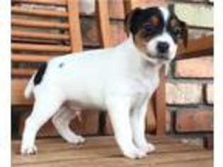 Jack Russell Terrier Puppy for sale in Springerville, AZ, USA