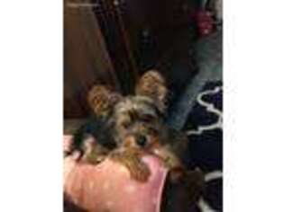 Yorkshire Terrier Puppy for sale in Arlington, VA, USA