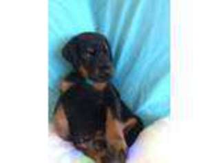 Doberman Pinscher Puppy for sale in MOUNTAIN VIEW, CA, USA