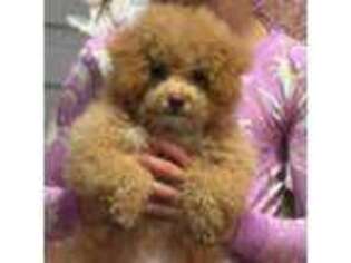 Mutt Puppy for sale in Pembroke Pines, FL, USA