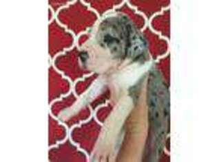 Great Dane Puppy for sale in Sachse, TX, USA