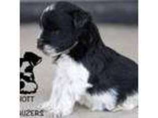 Mutt Puppy for sale in Delta, CO, USA