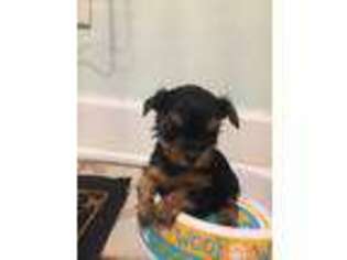 Yorkshire Terrier Puppy for sale in West Haven, CT, USA