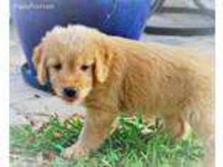 Goldendoodle Puppy for sale in Port Orange, FL, USA