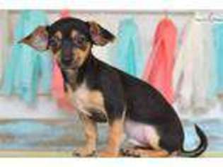 Chorkie Puppy for sale in Joplin, MO, USA
