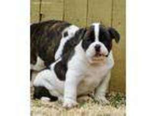 Medium Photo #1 American Bulldog Puppy For Sale in Clovis, NM, USA