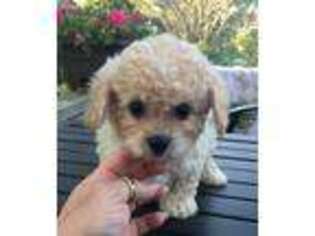 Cavapoo Puppy for sale in Edgar Springs, MO, USA