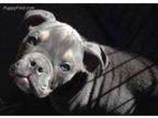 Olde English Bulldogge Puppy for sale in Cameron, OK, USA