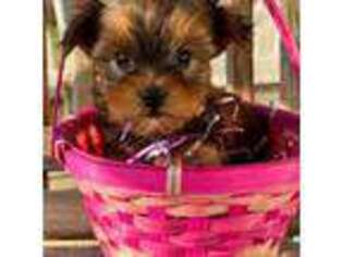 Yorkshire Terrier Puppy for sale in Cadiz, KY, USA