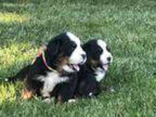 Bernese Mountain Dog Puppy for sale in Stockton, CA, USA
