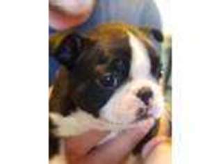 Boston Terrier Puppy for sale in Camden, MI, USA