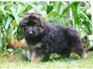 German Shepherd Dog Puppy for sale in Floral City, FL, USA
