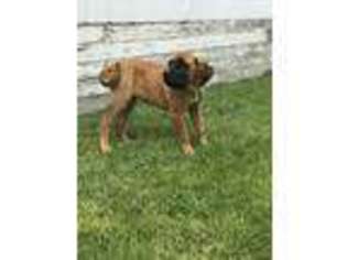 Mastiff Puppy for sale in Fort Wayne, IN, USA
