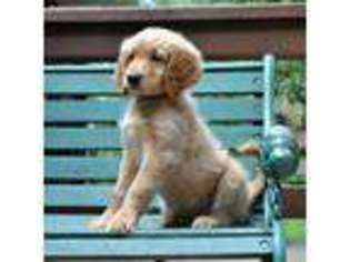 Goldendoodle Puppy for sale in Rolla, MO, USA