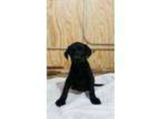 Labrador Retriever Puppy for sale in Wellman, IA, USA