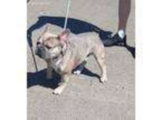 French Bulldog Puppy for sale in Jasper, AL, USA
