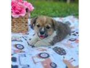 Pembroke Welsh Corgi Puppy for sale in Austin, TX, USA