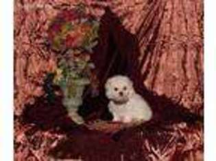 Maltese Puppy for sale in Commerce, TX, USA