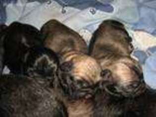 Pug Puppy for sale in Mangham, LA, USA