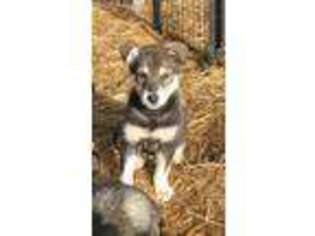Mutt Puppy for sale in Pioneer, CA, USA