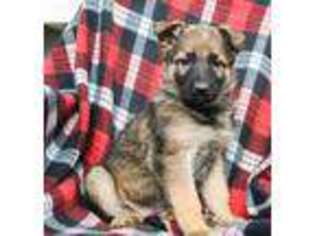 German Shepherd Dog Puppy for sale in Newburg, PA, USA