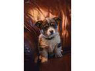 Pembroke Welsh Corgi Puppy for sale in Susanville, CA, USA