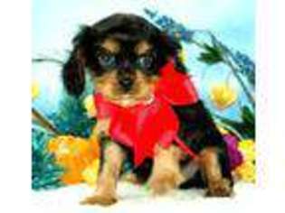 Cavalier King Charles Spaniel Puppy for sale in MESA, AZ, USA
