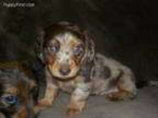 Dachshund Puppy for sale in Elizabeth, CO, USA