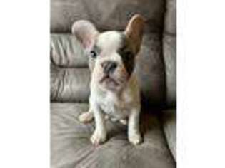 French Bulldog Puppy for sale in Taylor, MI, USA