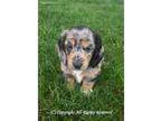 Dachshund Puppy for sale in Coudersport, PA, USA