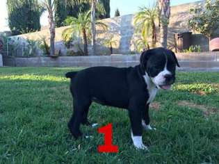 Boxer Puppy for sale in Rialto, CA, USA