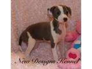 Italian Greyhound Puppy for sale in Rockwell City, IA, USA