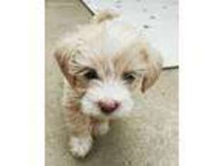 Mutt Puppy for sale in Murphys, CA, USA