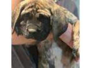 Mastiff Puppy for sale in Mesa, AZ, USA