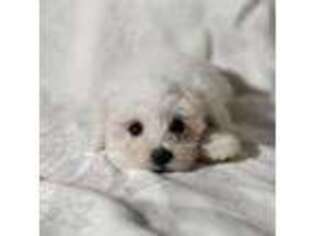 Maltese Puppy for sale in Somerset, MA, USA