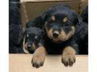 Rottweiler Puppy for sale in Delta, UT, USA