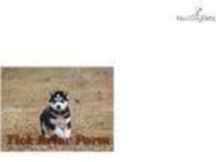 Siberian Husky Puppy for sale in Greenville, SC, USA