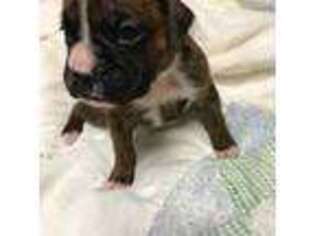 Boxer Puppy for sale in Athens, GA, USA