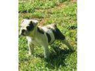 Bulldog Puppy for sale in Woodruff, SC, USA