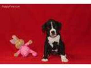 Boxer Puppy for sale in Corning, OH, USA