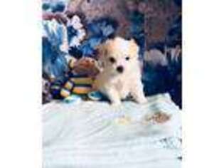 Maltese Puppy for sale in Pasadena, CA, USA
