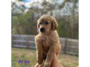 Golden Retriever Puppy for sale in Saint Augustine, FL, USA