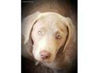 Labrador Retriever Puppy for sale in Center Point, IA, USA