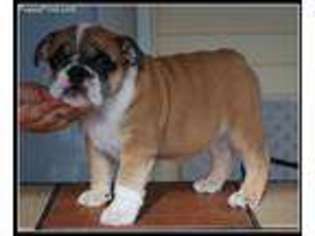 Bulldog Puppy for sale in Udall, KS, USA