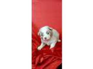 Miniature Australian Shepherd Puppy for sale in Telephone, TX, USA